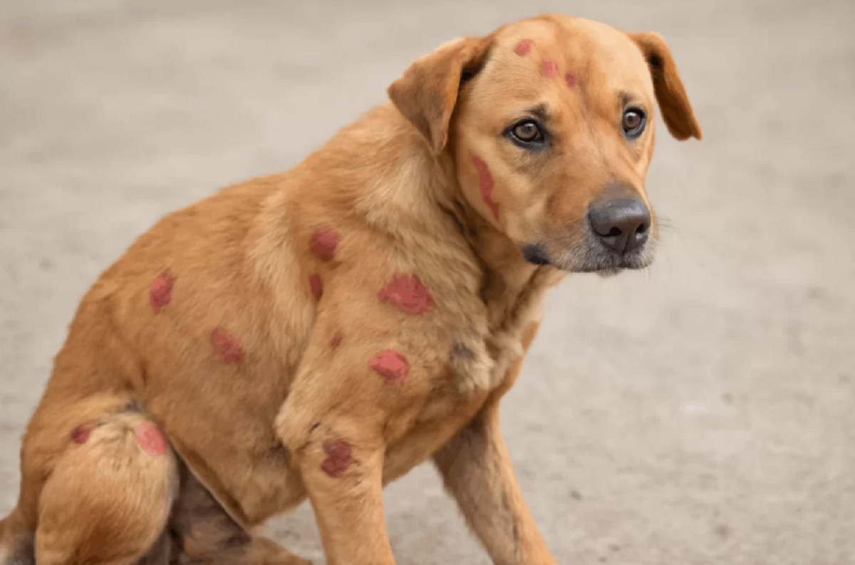 Cachorro com caroço no corpo